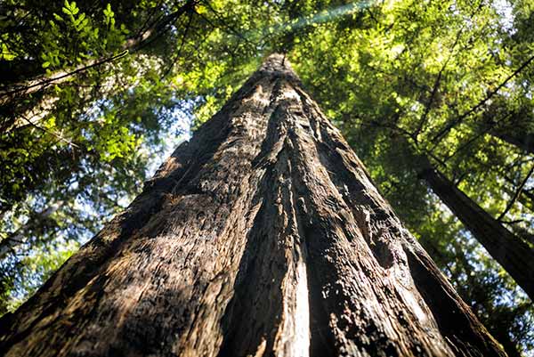 Carbon Capture Fight Climate Change | Image of Tall Tree