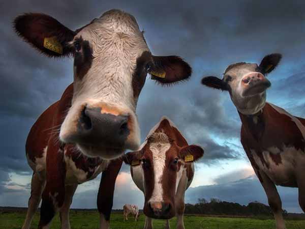 Greenhouse Gas Emissions Caused By Cows Environment