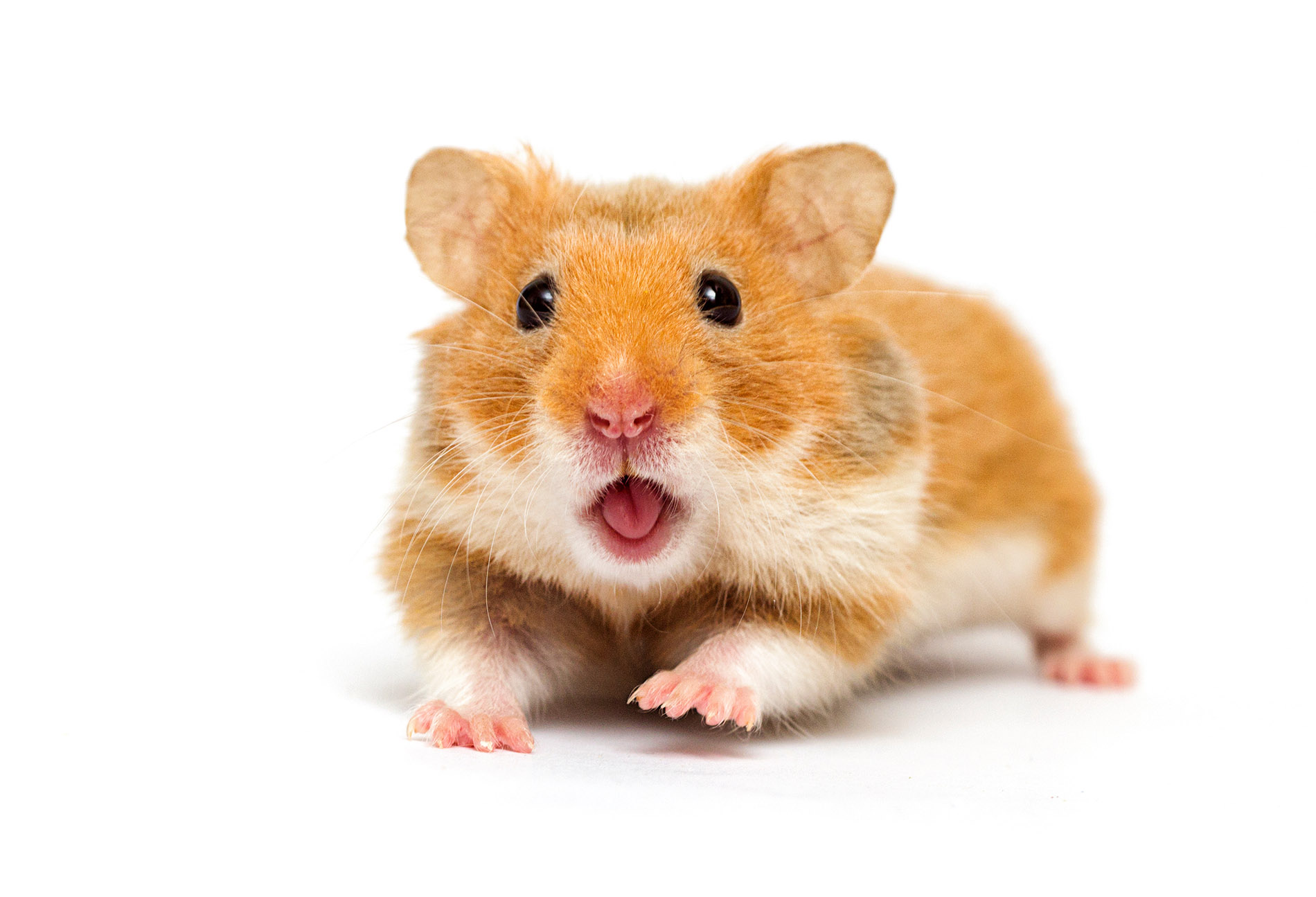 Electricity match.com Mouse Image