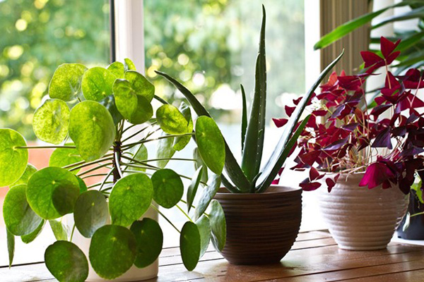 Plants Benefit Quality Air at Home