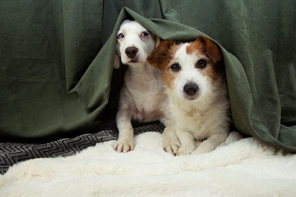 Safety and Well-Being of Pets During a Hurricane