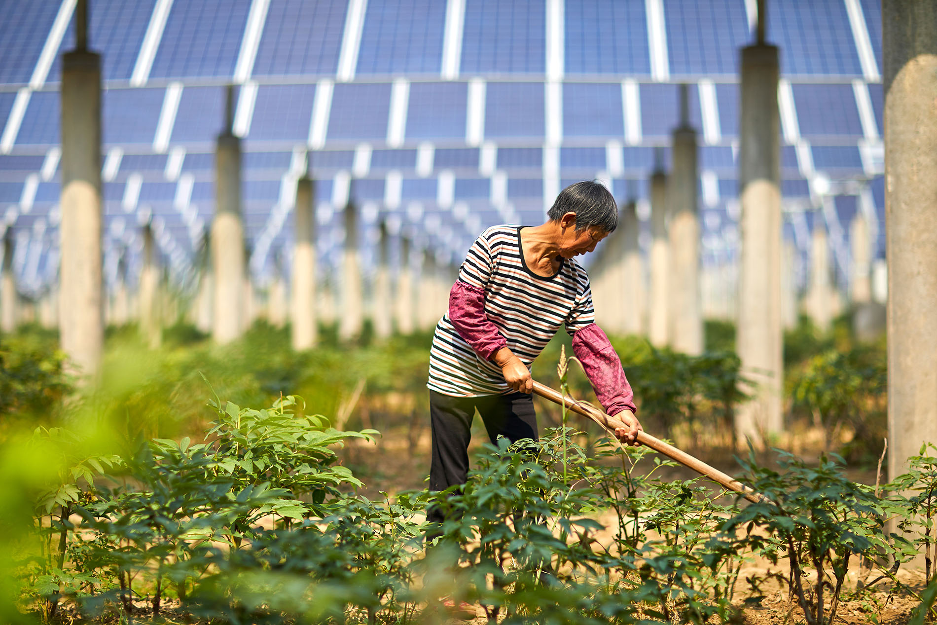 Net Metering for Your Home Asian Man Rakes Garden